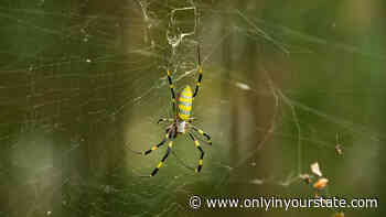 Be On The Lookout For A New Invasive Species Of Spider In Rhode Island This Year - Only In Your State