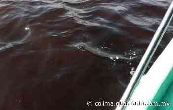 Presencia de marea roja en playas de Manzanillo aleja turistas - Quadratín Colima