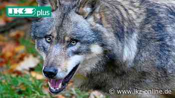 Wolf in Iserlohn: Zur Gewissheit fehlt nur noch eines - IKZ News