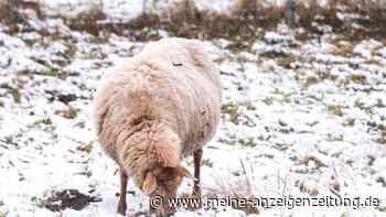 Frost und Schnee: Der Winter ist noch nicht vorbei