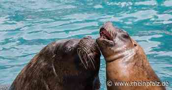 Heidelberger Zoo: Neue Zugangsregeln - Heidelberg - Rheinpfalz.de
