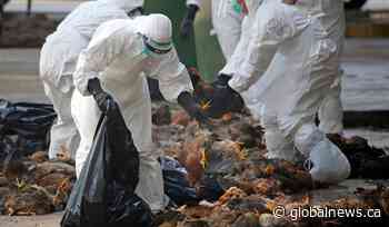 Bird flu found on 3rd farm in southern Ontario