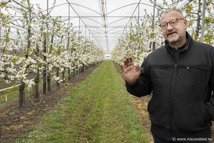 ‘Slapeloze nachten’ voor fruittelers door voorspelde vrieskou, sneeuw en wind: “In ons vak bestaat geen herkansing”