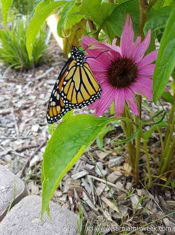Chatham-Kent Butterflyway project looking to expand this year - Sarnia and Lambton County This Week