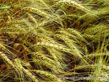 War in Ukraine creates uncertainty for Ontario grain farmers - Sarnia and Lambton County This Week