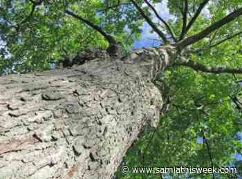 Chatham-Kent to issue RFP for woodlot facilitator - Sarnia and Lambton County This Week