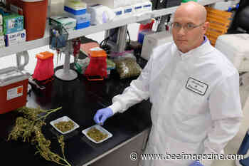 K-State research finds feeding cattle industrial hemp reduces stress