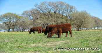 Spring 2022 replacement heifer management