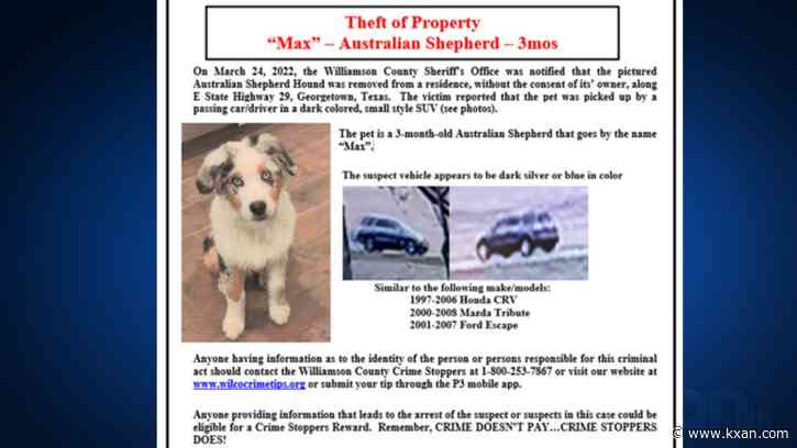 Do you know where Max is? WilCo authorities looking for stolen puppy