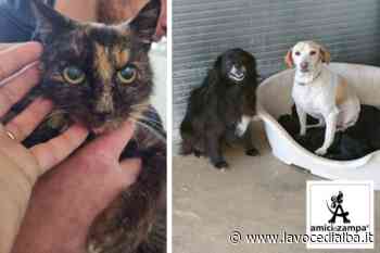 Una gatta anziana e cieca è stata trovata ad Alba - LaVoceDiAlba.it