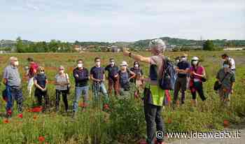 Livertin Experience Alba: passeggiate gratuite tra foraging e biodiversità - IdeaWebTv