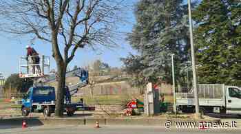 Alba: è in corso la potatura degli alberi cittadini e la piantumazione di nuovi esemplari - ATNews