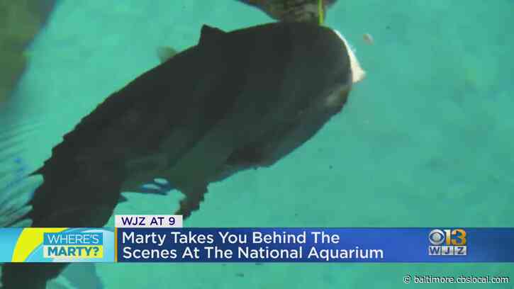 Where’s Marty? Going Behind The Scenes At The National Aquarium