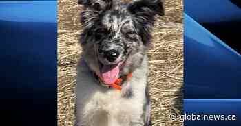 OPP investigating puppy theft from yard of Norfolk County home