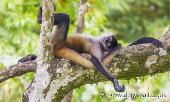 Monkeys seek out fruit that is ripe enough to have turned to alcohol, study finds