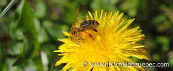 Défi pissenlits: pas de tonte de pelouse avant juin, prône la Ville de Québec