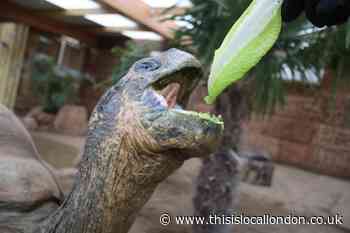 Galapagos tortoises in the uk! Amy Roberts Farringtons school