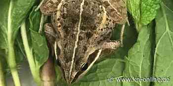 Frosch reist in Tüte mit frischer Minze von Äthiopien nach England