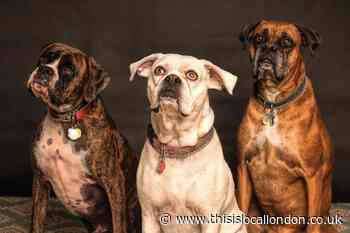 Crufts 2022: A Canine Celebration