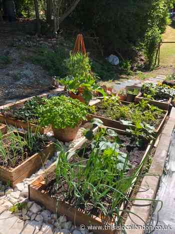 Cultivating in COVID- By Olivia Carter, Saint Bedes