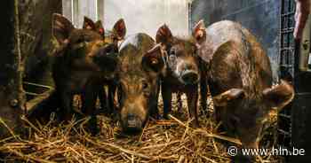 '100% West-Vlaams'-label voor Menapisch varken | Pittem | hln.be - Het Laatste Nieuws