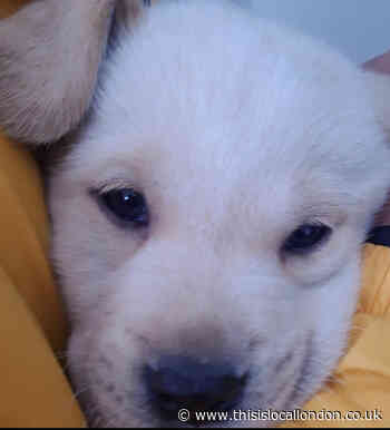 Labradors. Meghan Santhosh Kumar, GGSK College