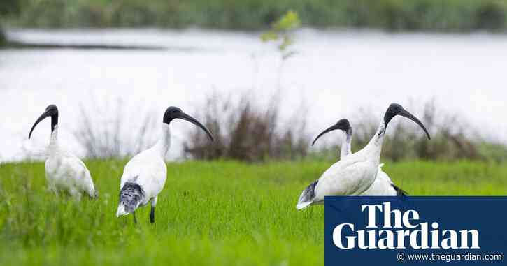 ‘There’s a bit of shagging going on’: worms and romance draw Sydney’s ibis from bins to soaked parks