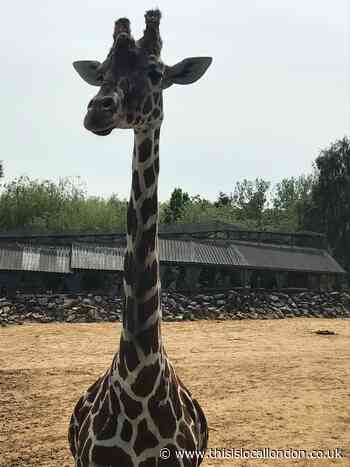 Zoos: Prisons or Sanctuaries?  Libby O'Connell Townley Grammar