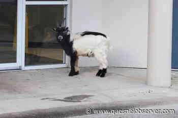 Wayward goat enjoying BC family's hospitality until owner is located – Quesnel Cariboo Observer - Quesnel - Cariboo Observer
