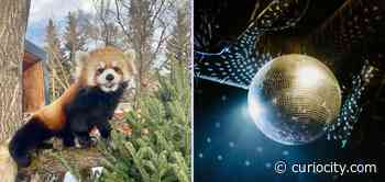 11 of the best free and cheap things to do in Edmonton this April - Curiocity