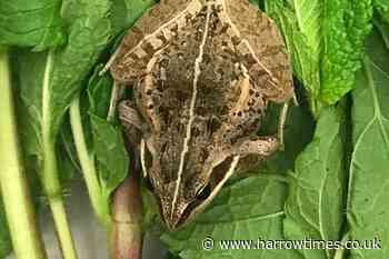Frog makes 6000-mile trip from Africa in bag of mint - Harrow Times
