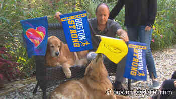 Spencer The Boston Marathon Dog Returning To Support Runners Following Cancer Treatment - CBS Boston