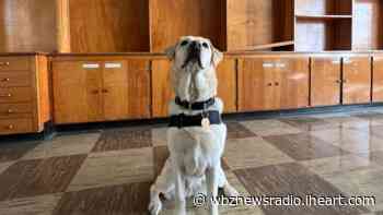 Police K9s Go Through Explosive Detection Training Ahead Of Boston Marathon | WBZ NewsRadio 1030 - iHeart