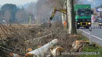Taglio e rimozione piante, cantieri a Fucecchio - IlCuoioInDiretta - IlCuoioInDiretta