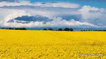 Ausfuhrverbot - Russland rückt keinen Raps mehr raus - Wirtschaft - Bild.de - BILD