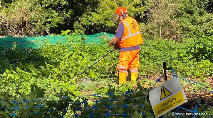 TfL testing a chemical-free way of eliminating Japanese Knotweed