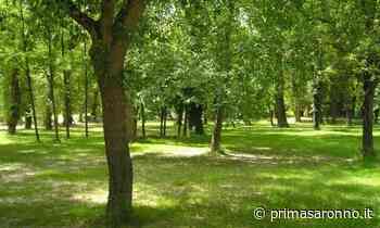 Saronno, 100mila euro per la piantumazioni. E gli altri 230mila? - Prima Saronno