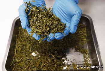 Droga: 3 anni e 8 mesi a sostenitrice della Lega di Saronno - Agenzia ANSA