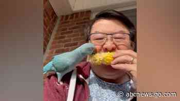 WATCH:  This parrot nibbling on corn is a-MAIZE-ing