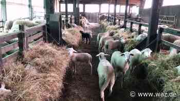 Im Schafsstall vom Biohof Lämmerberg in Medebach - WAZ News