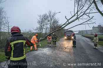 Kustweg in Delfzijl afgesloten geweest nadat boom over de weg valt - Eemskrant