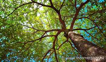 Delta Energie plant boom voor ieder contract met groen gas - Internetbode