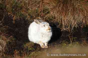 Low numbers of mountain hares in England's only population, study finds - Dudley News
