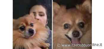 Sestu, ricompensa per chi ritrova il dolcissimo Pepi: il volpino color miele smarrito in via San Gemiliano - Casteddu Online