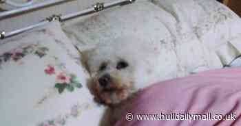 The hilarious stories of Hull residents who let their pets sleep in their bed - Hull Live