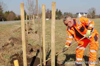 Linden und Ahorn säumen Straße bei Limbach - freiepresse.de