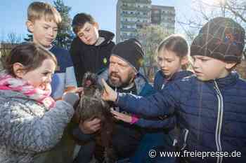 Warum auf einem Schulhof derzeit Hühner gackern - freiepresse.de