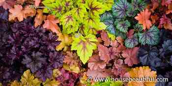 A Gardener's Guide to Growing Coral Bell Plants - House Beautiful