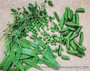 Ask a Master Gardener: Why you should give peas a chance - Addison County Independent