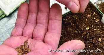 Be a Better Gardener: Check out these seeds - Hudson Valley 360